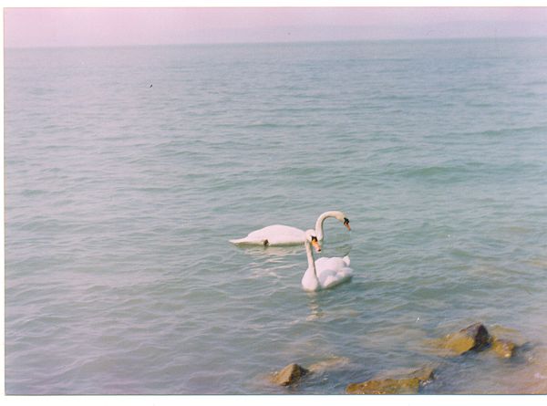 fullsize