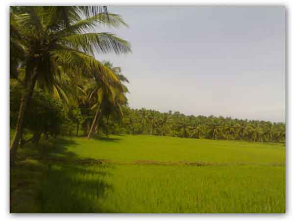 fullsize