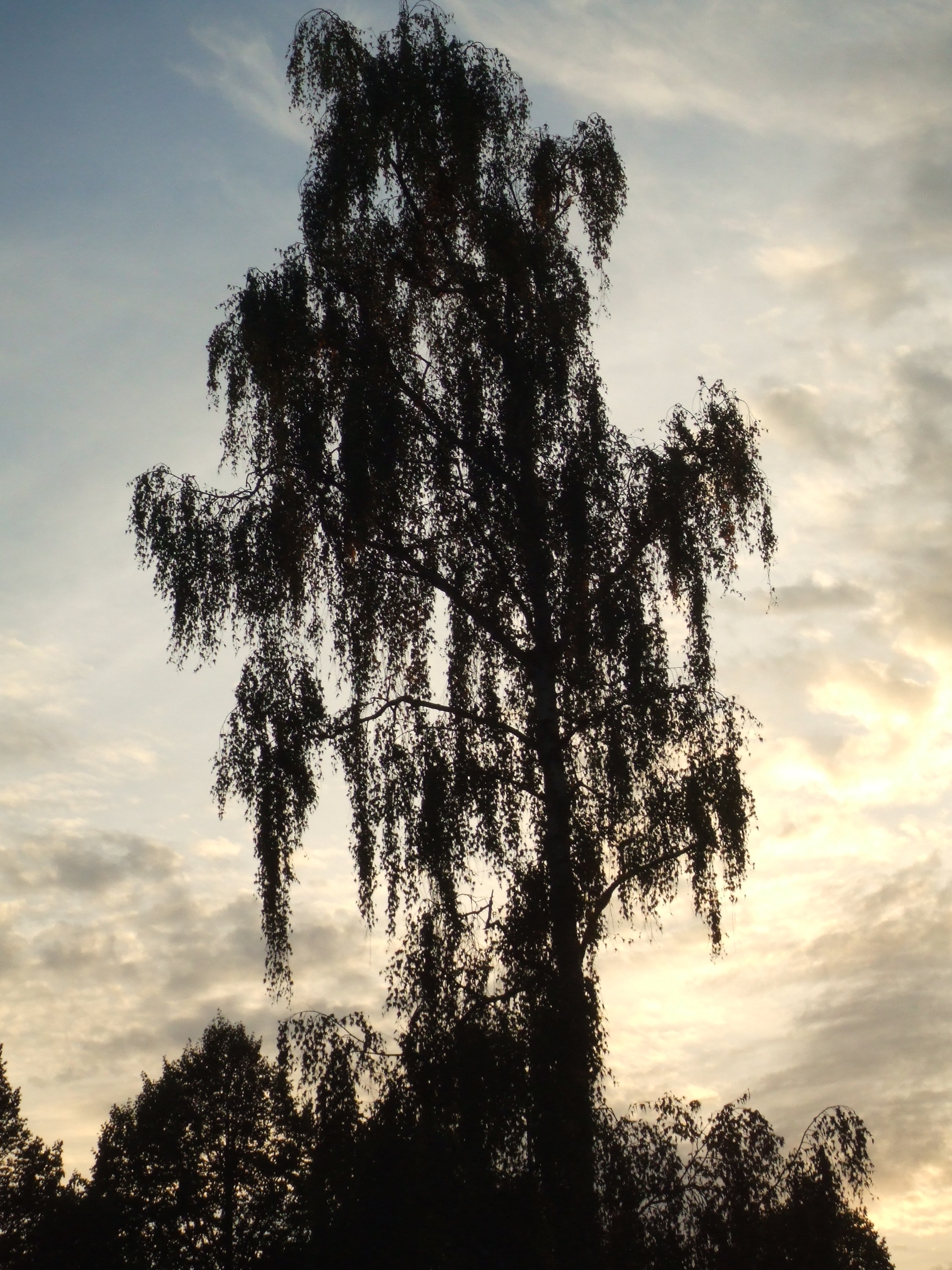 fullsize