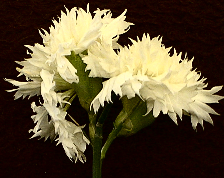 fullsize