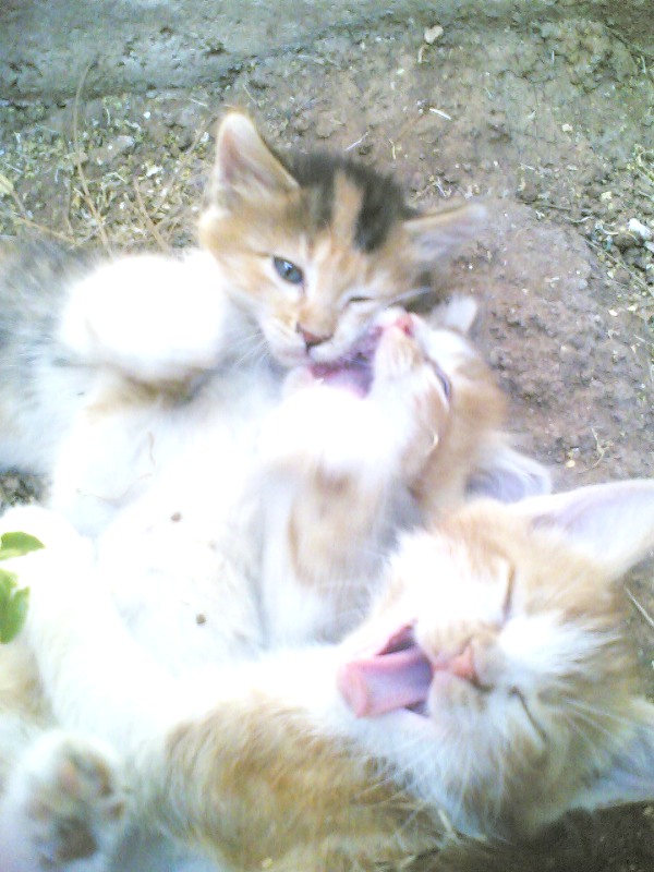 fullsize