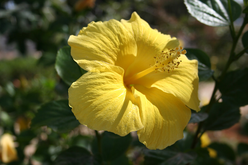 fullsize