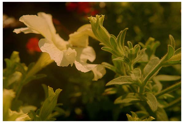 fullsize