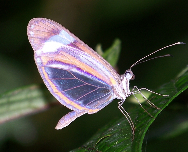 Fluorescent Butterfly Global Gallery TakingITGlobal