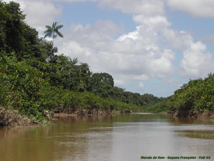 Mangrove Dans Les Marais De Kaw Global Gallery Takingitglobal