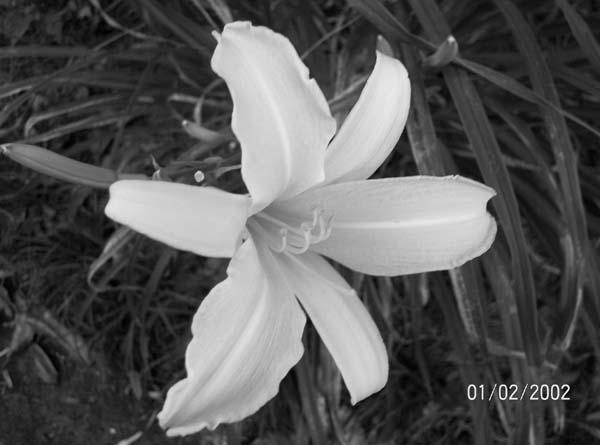 fullsize